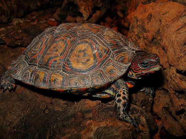 Magnificent earth turtle