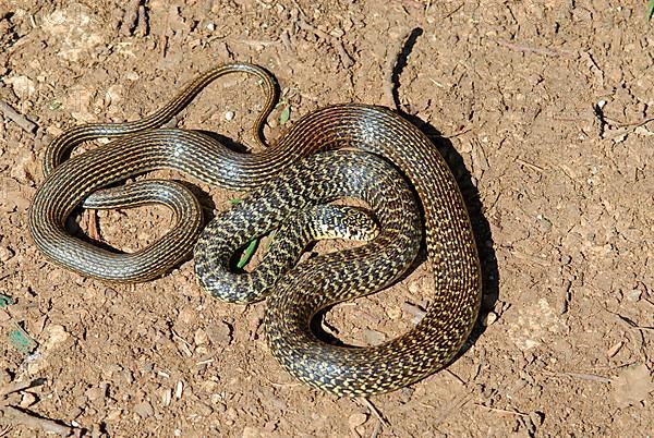 Yellow-green fury snake