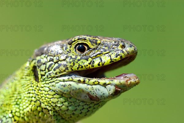 Sand lizard