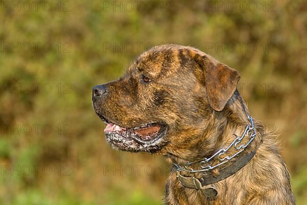 Mixed breed dog