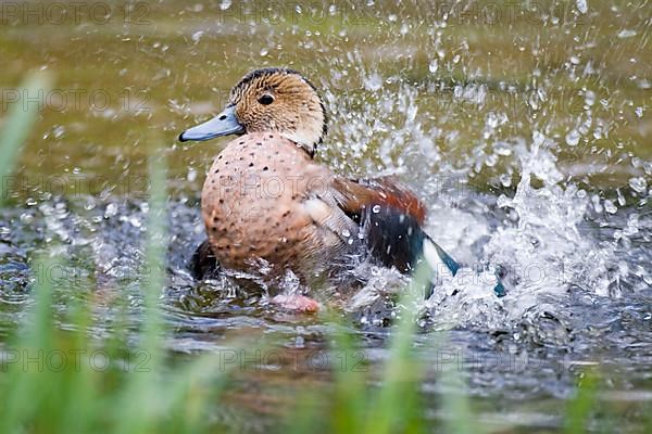 Red-shouldered Duck