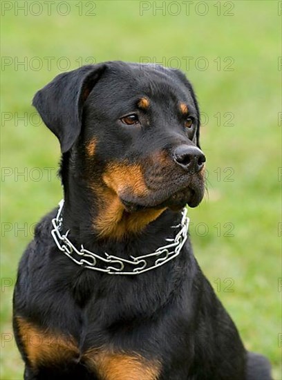 Rottweiler