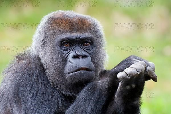 Western lowland gorilla