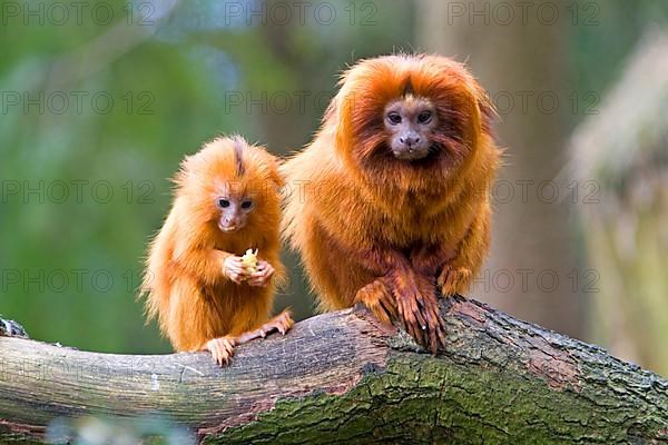 Golden Lion Monkey