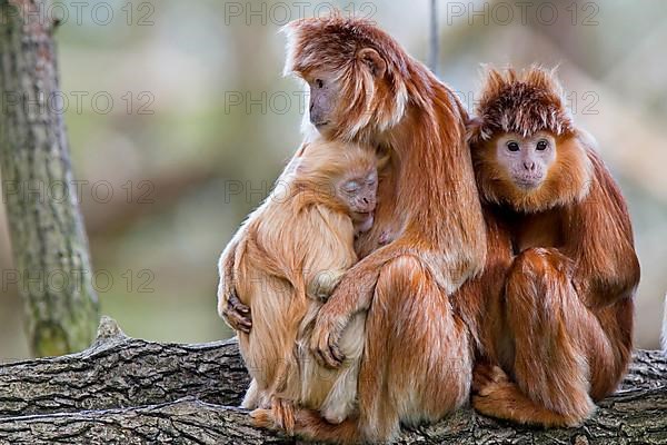 Black crested langur