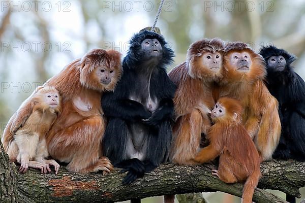 Black crested langur