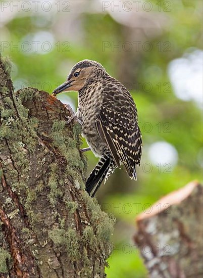 Ribboned Woodpecker