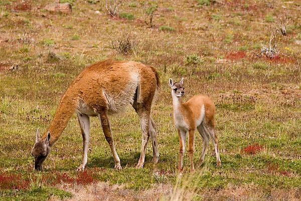 guanaco