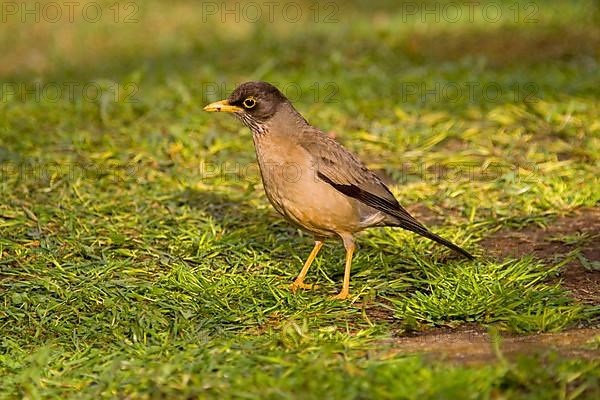 Magellan Thrush