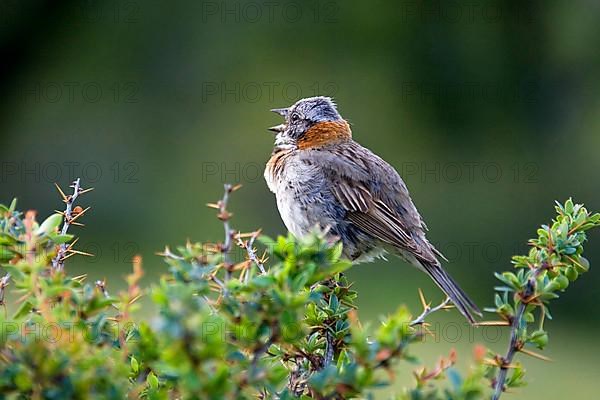 Morning Sparrow