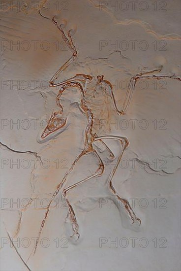 Archaeopteryx Primitive Bird