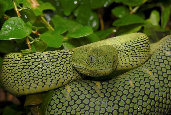 West African Bush Viper