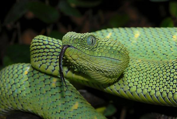 West African Bush Viper