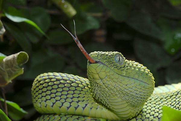 West African Bush Viper