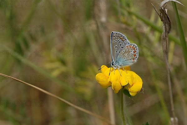 Oak chip butterfly