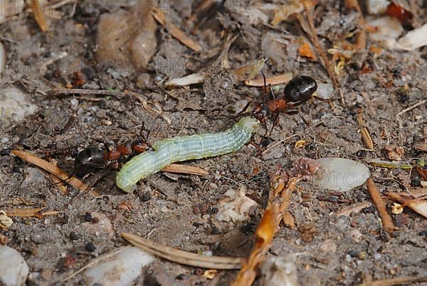 Wood ants with peeper caterpillar