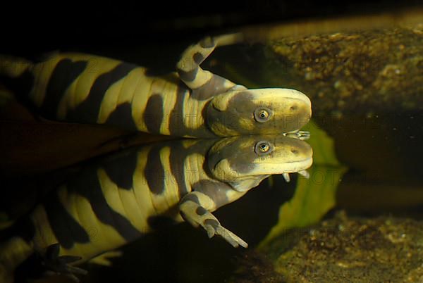 Tiger salamander