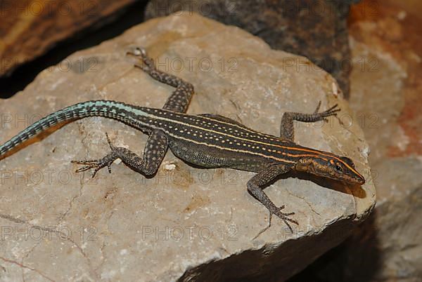 Mozambique Flat Lizard