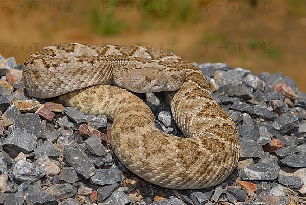 Texas Rattlesnake