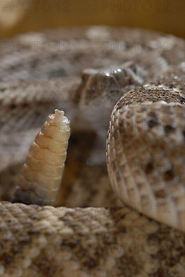 Texas Rattlesnake