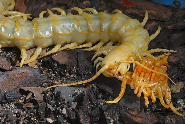 Centipede eating his exhuviaSkolopender eats exoskeleton after moulting