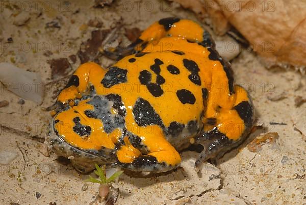 Yellow-bellied toad