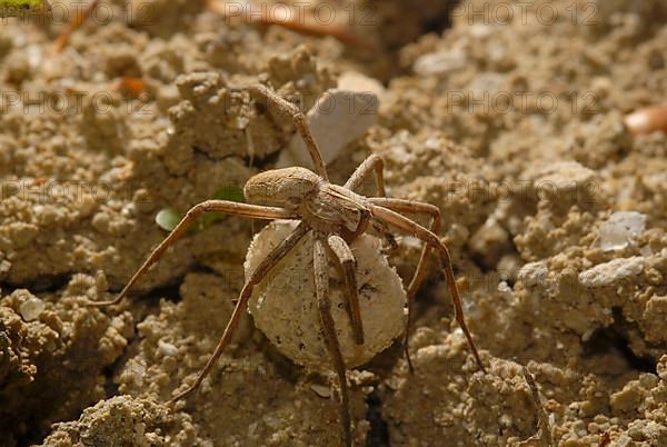 List spider with cocoon