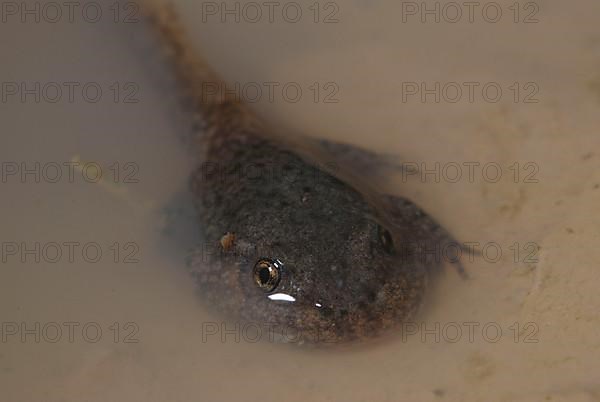 Midwife toad