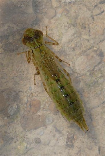 Dragonfly larva