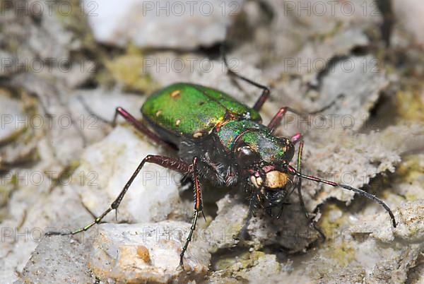 Field Sand Beetle