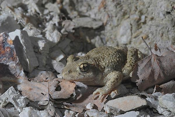 Midwife toad