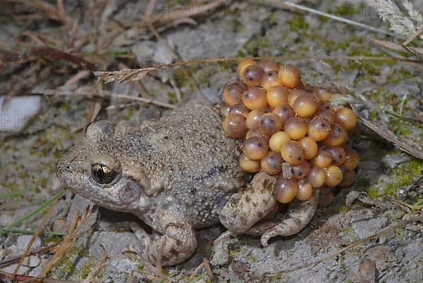 Midwife toad with ice strings