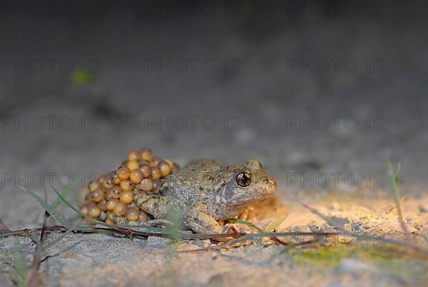 Midwife toad with ice strings