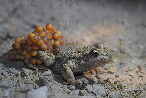 Midwife toad with ice strings