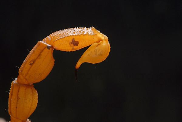 Thick-tailed scorpion