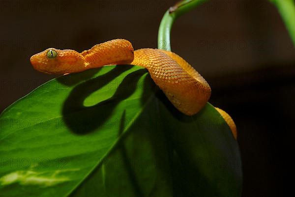 West African Bush Viper