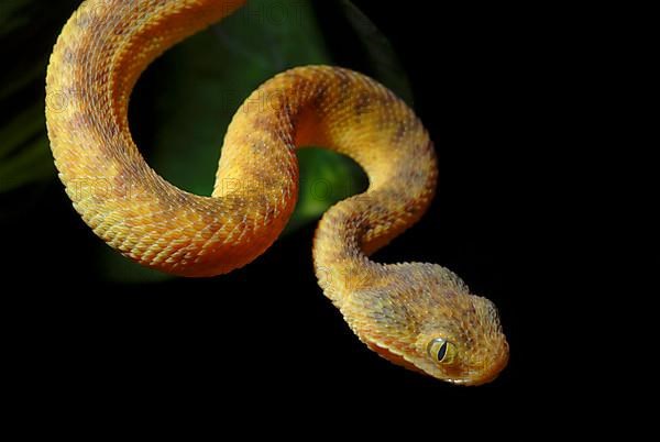 West African Bush Viper