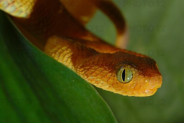 West African Bush Viper