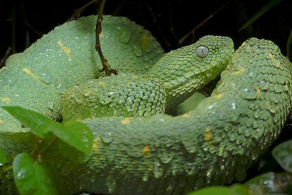 West African Bush Viper