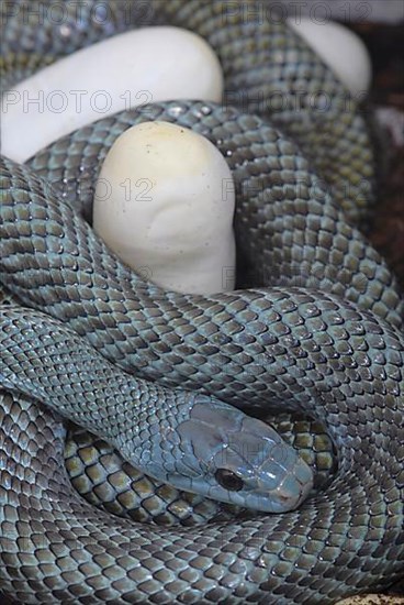 Japanese island snake with eggs