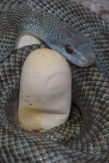 Japanese island snake with eggs