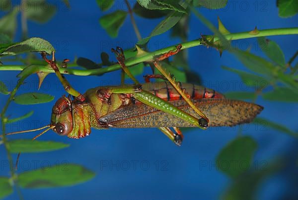 Foam insect