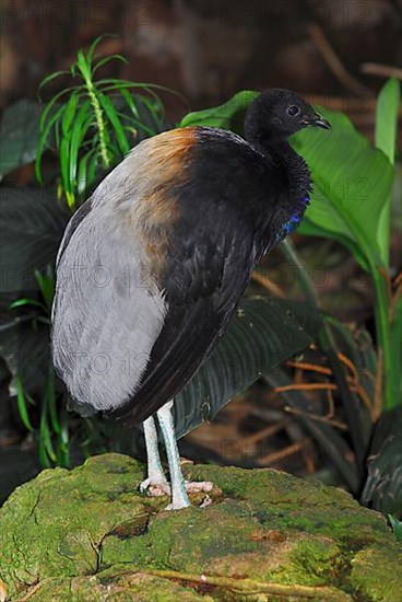 Grey-winged Trumpeter