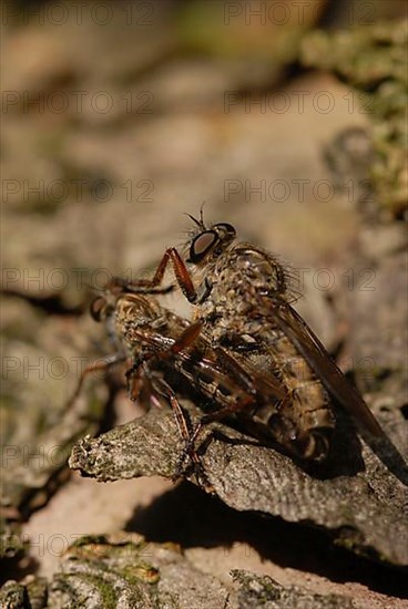 Robber flies