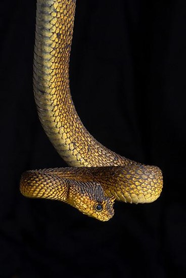 Usambara bush viper