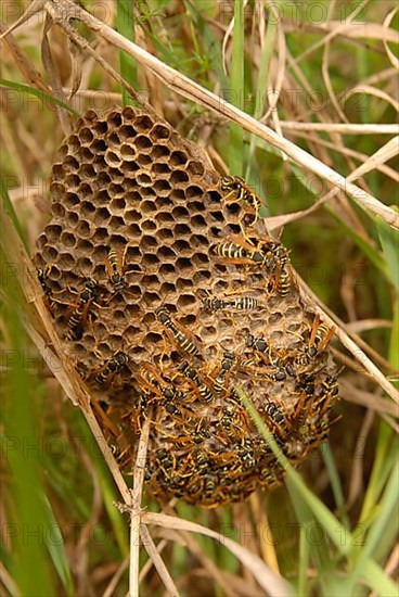 European Paper Wasp