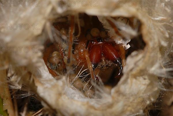 Thorn finger spider in a breeding spider web