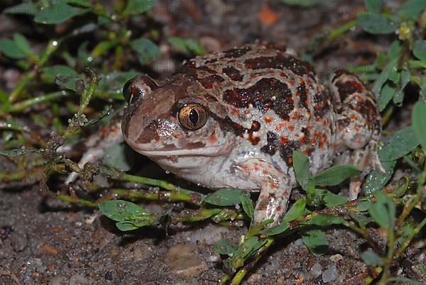 Garlic toad