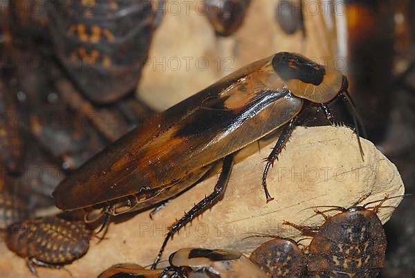 Madagascar Giant Foxy Cockroach