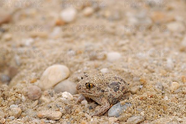 Garlic toad